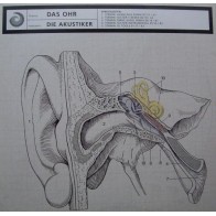 Die Akustiker ‎– Das Ohr 